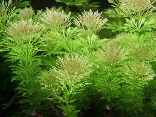 Blütenstielloser Sumpffreund - Limnophila sessiliflora